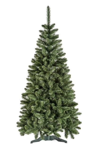 Сосна Калядны час ПОЛЯ, 290см