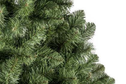 Сосна Калядны час ПОЛЯ, 290см
